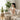 Trapezius Massage Device
